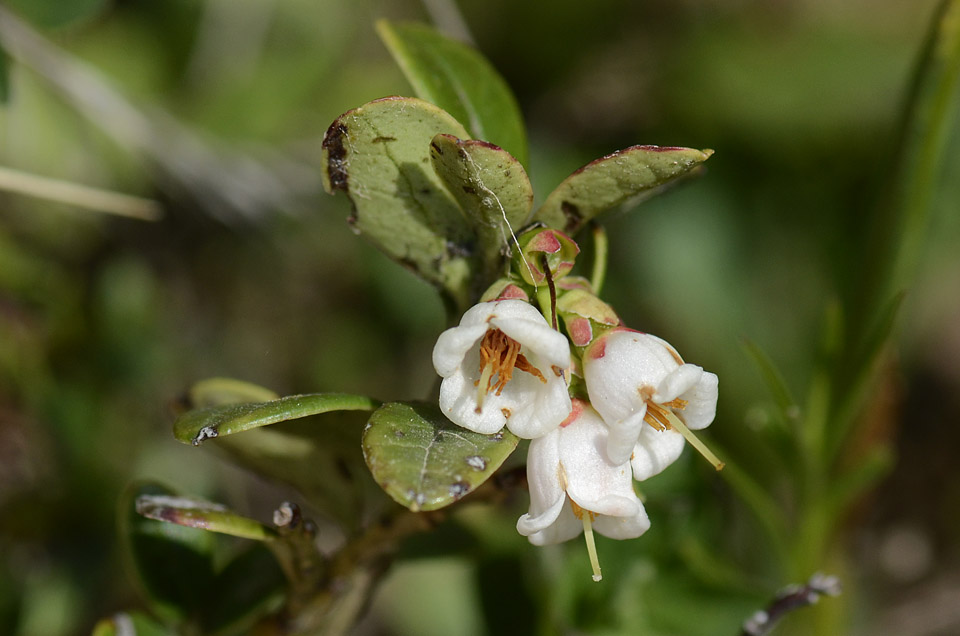 Vaccinium vitis-idaea / Mirtillo rosso